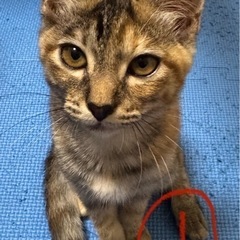 子猫
