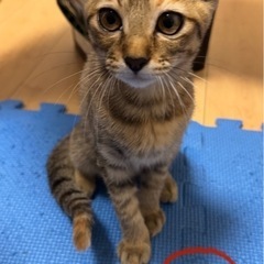 子猫