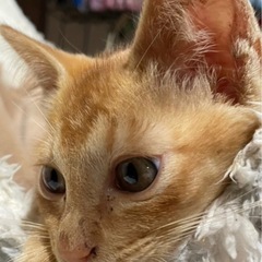 【子猫】ワクチン接種 ノミダニ駆除済 