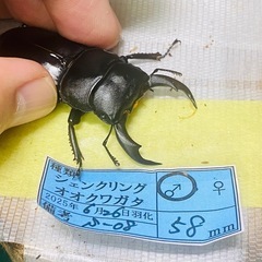 ②シェンクリングオオクワガタ   新成虫ペアの販売の画像