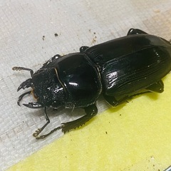 ②シェンクリングオオクワガタ   新成虫ペアの販売の画像
