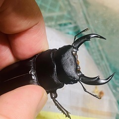 ②シェンクリングオオクワガタ   新成虫ペアの販売の画像
