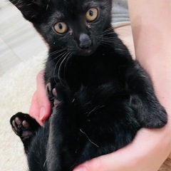 鍵しっぽの黒猫ちゃん