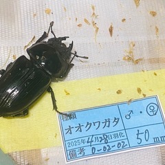 （お取引中）
⑤オオクワガタ   新成虫ペアの販売の画像