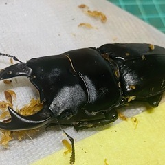 （お取引中）
⑤オオクワガタ   新成虫ペアの販売の画像