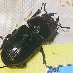（お取引中）
⑤オオクワガタ   新成虫ペアの販売の画像