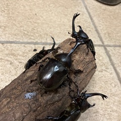カブトムシ　7/12 土から出て来ました！　一律250円の画像