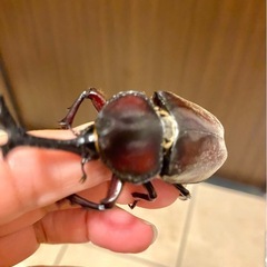 天然WDカブトムシ♂6匹♀1匹計7＊カブト虫クワガタ虫の画像