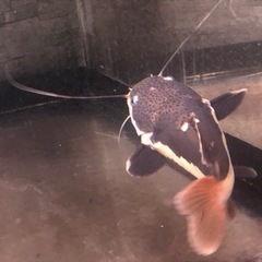 レッドテールキャット　ショートの画像