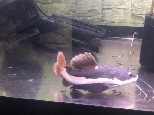 レッドテールキャット　ショート