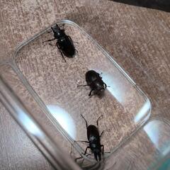 ノコギリクワガタ♂♀　ミヤマクワガタ♀の画像