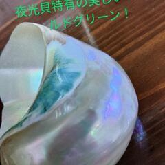 夜光貝(小)　置物　オブジェ☆の画像