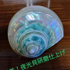 夜光貝(小)　置物　オブジェ☆の画像