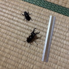 【決定】【無料】クワガタ　ミヤマクワガタペアの画像