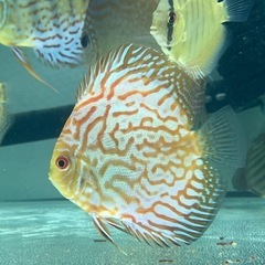 【最終値下】ディスカス【ピジョンブラッド】約1.5才
栃木の画像