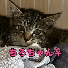 ちろちゃん