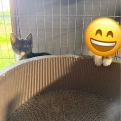 子猫一匹