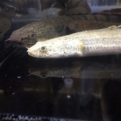 ポリプテルス　　の画像
