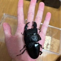 スマトラヒラタ の画像