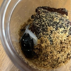 スマトラヒラタ の画像