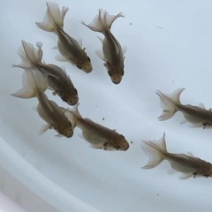 急募！市販で中々見れない！レアな金魚『土佐金』　残りわずか　引退するため欲しい方優先　の画像