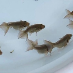 急募！市販で中々見れない！レアな金魚『土佐金』　残りわずか　引退するため欲しい方優先　の画像