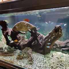 熱帯魚と120cm水槽と水槽台、その他の画像