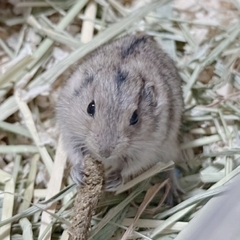 ステップレミングの里親募集