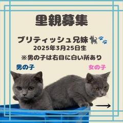 🐈‍⬛ブリティッシュショートヘア🐈‍⬛兄妹❤️ふたり一緒希望🙏🍀...