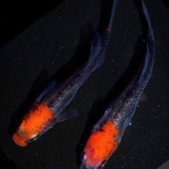 🅿️Ｓ🅱️4,000ml=⑴本【⒋ℓ】全ての淡水魚に針子.稚魚.幼魚.若魚.成魚.=ぐんぐん=SUPER bacteria.in PSB.No2752の画像