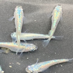 ネプチューン　稚魚　50匹の画像