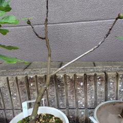 イチジク鉢植えの画像