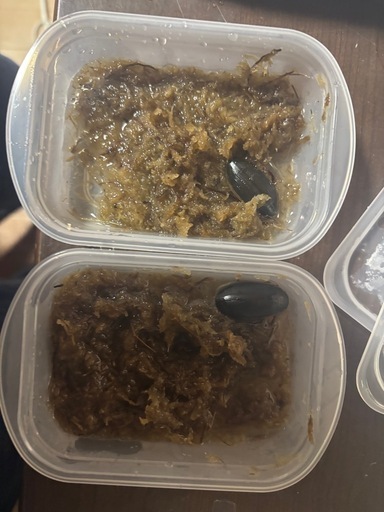 ゲンゴロウモドキ