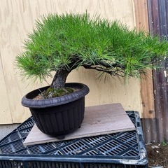 赤松盆栽　　の画像