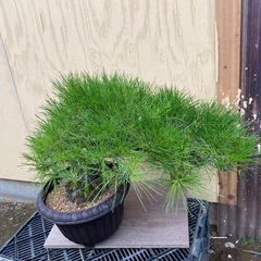 赤松盆栽　　の画像