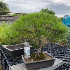 赤松盆栽の画像