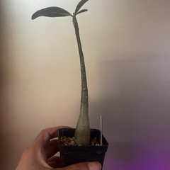 アデニウム　オペスムの画像