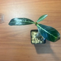 アデニウム　オペスムの画像