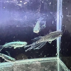 メデューサの画像