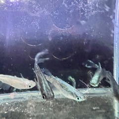 メデューサの画像