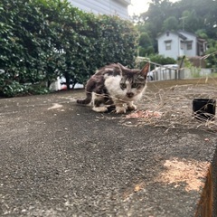 近所の多頭飼育崩壊寸前の家から　逸れてきてしまった仔猫（確認済み）