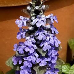 常緑多年草タイプの花　山野草　コバルトブルーの花　緑色の絨毯が作れますの画像