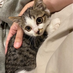 お目目が大きいツンデレのキジ白仔猫
