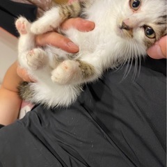 お目目が大きいツンデレのキジ白仔猫 - 館山市