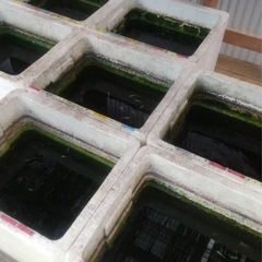 改良めだか１００匹セット２３日まで限定の画像