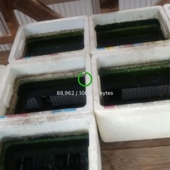 改良めだか１００匹セット２３日まで限定