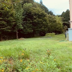除草作業の画像