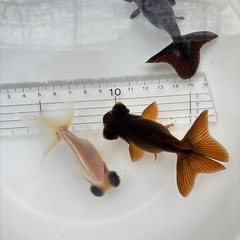 金魚 ★蝶尾 5匹セット★ ‪☆1000円‪☆の画像