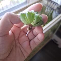 【多肉植物】オブツーサの画像