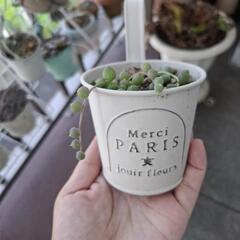 【多肉植物】グリーンネックレスの画像